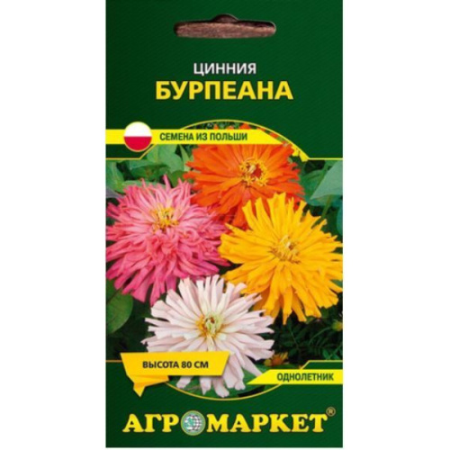 Цинния Бурпеана, 1г.